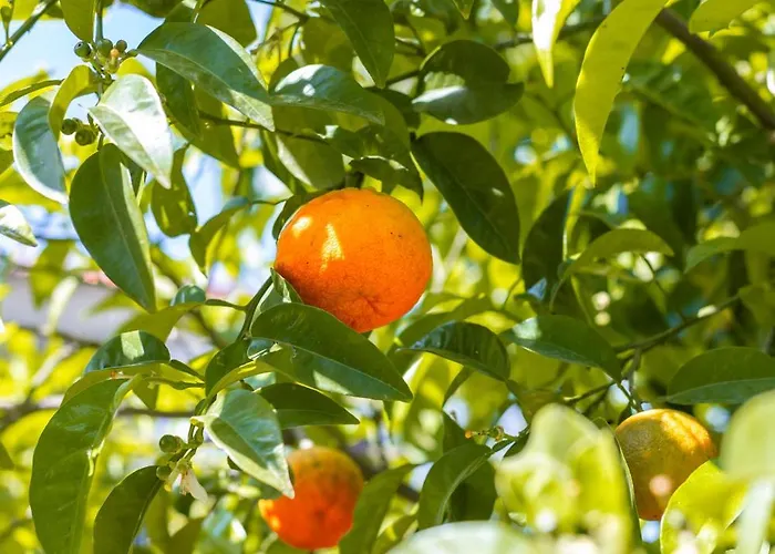 Horizon Lejlighedshotel